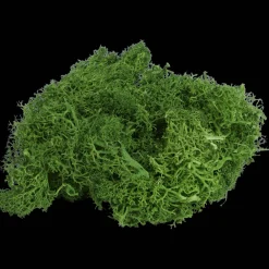 Action Home Accents decoratief mos