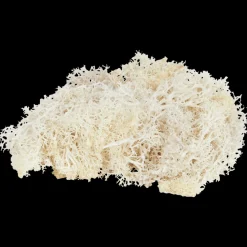 Action Home Accents decoratief mos