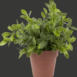 Action Kruidenplant in pot