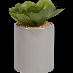 Action Kunst vetplant in pot