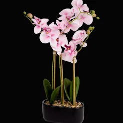Action Kunstorchidee in pot