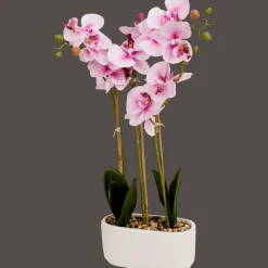 Action Kunstorchidee in pot