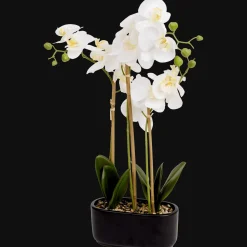 Action Kunstorchidee in pot