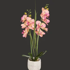 Action Kunstorchidee in pot